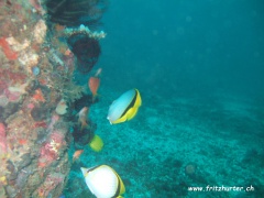 Chaetodon selene (Goldtupfenfalterfisch)